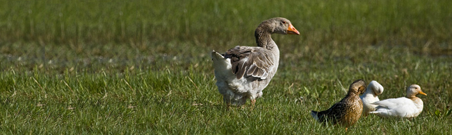 Une Oie et ses Canards